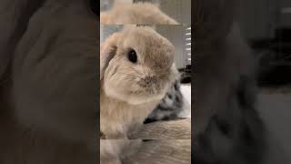 Are You Sleepy耳 Rabbit Lop Rabbit Pet