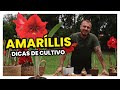 DICAS DE CULTIVO PARA O SEU AMARILLIS  | Murilo Soares | Spagnhol Plantas