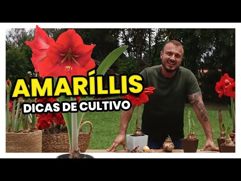 Vídeo: Como cuidar das flores de Amaryllis (com fotos)