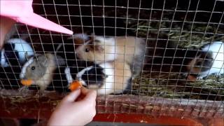 Moara de vant-parc zoo Cluj