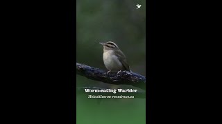 Worm-eating Warbler: Stripe-headed Skulker