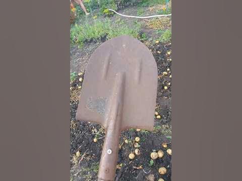 Из штыковой лопаты самоделка для выкапывания картошки #diy #tool - YouTube