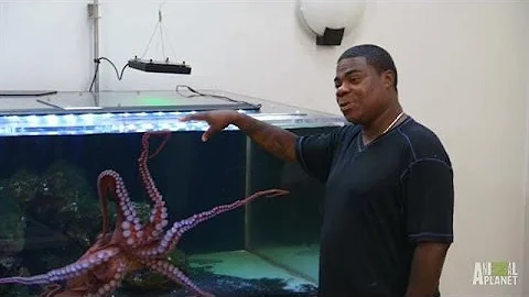 Tracy Morgan's Octopus Needs a Tank | Tanked