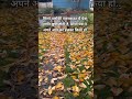 पतझड़ Autumn /fall Season.. YouTubeshorts#garden #naturebeauty#fallseason#पतझड़#