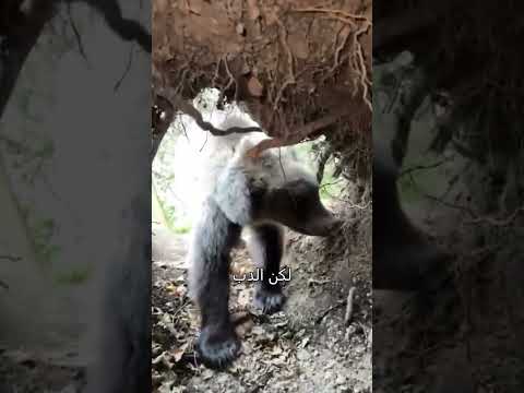 ماذا ستفعل إذا رأيت دب ا