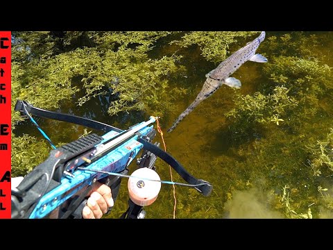 CROSSBOW FISHING for INVASIVE IGUANA and FISH! 