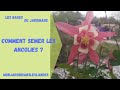 Comment semer les ancolies   monjardindansleslandes