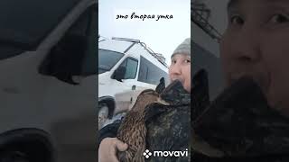 Выбор подсадной утки!
