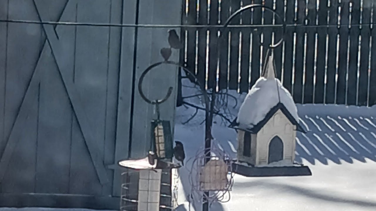 ASMR 🐦🐦‍⬛🪶🐿❄️☃️ Snow Bird Squirrel Chipmunk Nature Wildlife Backyard Feeding Station Cleveland Ohio