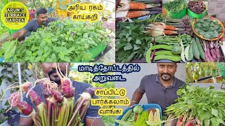 நஞ்சில்லா அரிய வகை காய்கறி | இதை சாப்பிட்டே இருக்க மாட்டிங்க | Big & Rare Variety Vegetable Harvest