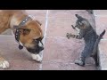 😺 Пёс - берегись! 🐶 Смешное видео с собаками, кошками и котятами! 🐱