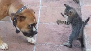 Dog  beware!  Funny videos with dogs, cats and kittens!