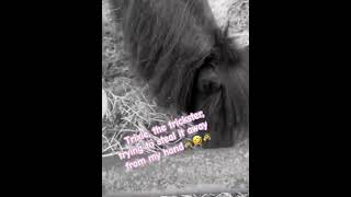 Trixie, the trickster #animallovers #treats #accomplished #equestrian #yummy