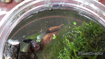 Macroinvertebrate Terrarium