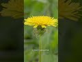 Dandelion Flower Blooming Time Lapse Shorts Dandelion Flower Blooming Time Lapse Shorts