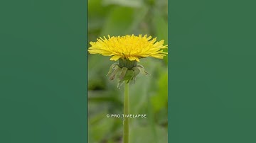 Thumbnail of Dandelion Flower Blooming Time Lapse #shorts
