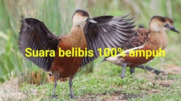 Suara pikat burung belibis terbaik 100% ampuh.