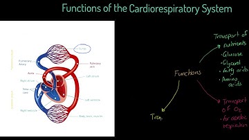 WJEC/EDUQAS GCSE PE - Functies van het cardiovasculaire systeem
