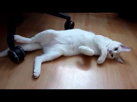 Sleepy Max (burmilla cat)