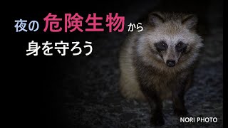 夜の危険生物から身を守ろう
