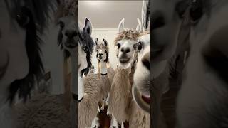 What Are These Lamas Up To?