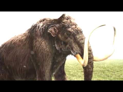 МАМОНТ - ИНТЕРЕСНЫЕ ФАКТЫ ( ДОИСТОРИЧЕСКИЕ ЖИВОТНЫЕ )
