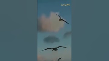 تلاوة هادئة تريح الأعصاب 🌿 | قرآن كريم بصوت جميل وتلاوة عطرة مؤثرة