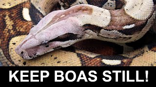 Photographing Boas and Other Snakes: A Simple Effective Setup (Keeps Them STILL!)