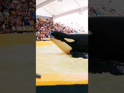 Dolphin show //cute dolphin in swiming pool #shorts #short