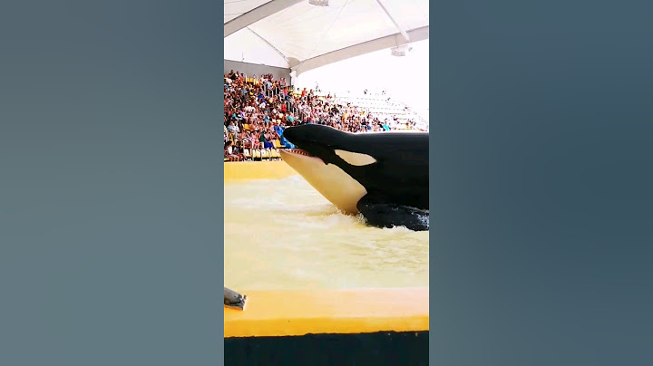 Dolphin show //cute dolphin in swiming pool #shorts #short
