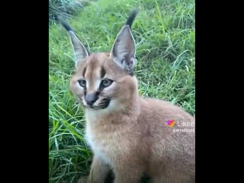 маленький Шлёпа😽💗😚 - YouTube