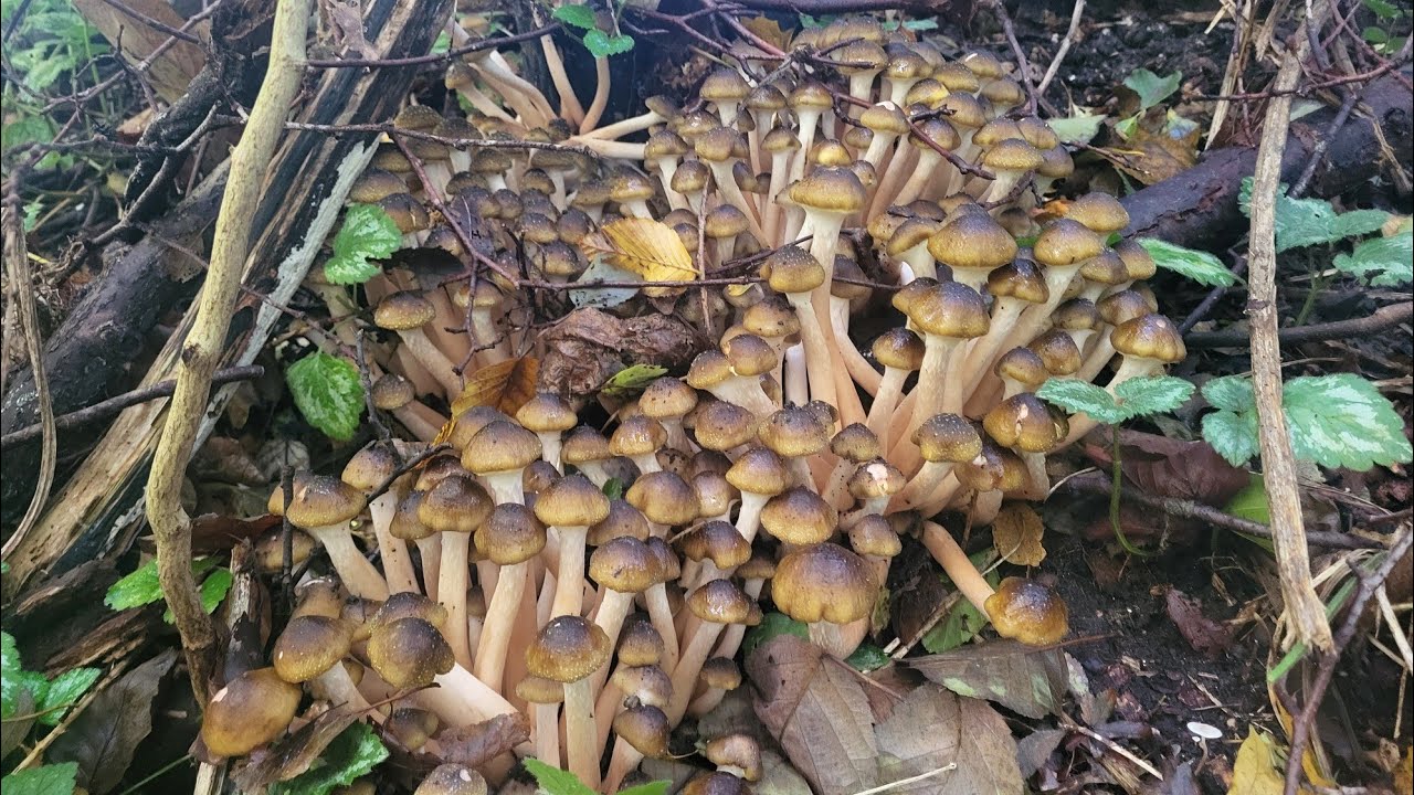 เก็บเห็ดขอนสนดอกอ่อนๆงามๆแยอะมาก Honiggelber Hallimasch