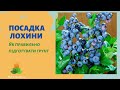 Лохина. Посадка. Вирощування та догляд. Як ми садили лохину.