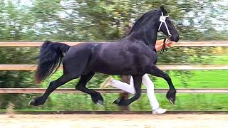 Queenuniek And Reintje To The Inspection Friesian Horses