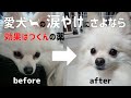 愛犬の涙やけが治らない方必見！市販の薬より簡単に目の周りをきれいにする治し方！薬は作れる【ポメラニアン ハルノ】