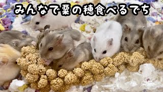 ハムスターに粟の穂を丸ごと一本与えてみた【ジャンガリアン】