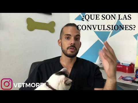 Video: Convulsiones En Los Gatos - Epilepsia En Gatos - Signos De Convulsiones