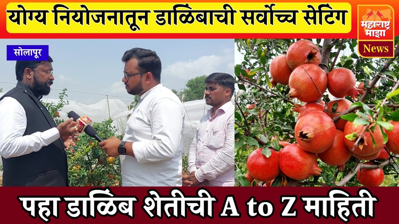 ♦️कसं करावं डाळिंबाचं भरघोस सेटिंग ? पहा डाळिंब शेतीची A to Z माहिती👍