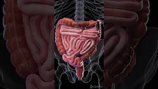 Constipation - 3d animation #meded #anatomy #3dmodel