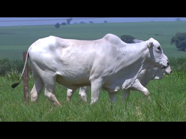 Lote 20   Leilão Virtual Liquidação Kanaxue Chateaubriand Matrizes Paridas e Novilhas