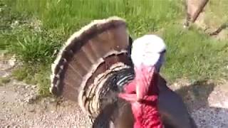 Another Spring, Another Wild Turkey Assaults me
