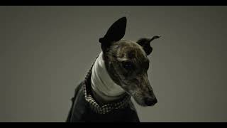 GAPNSW Winter Adoption Day 2023 15s by Greyhounds As Pets 232,557 views 8 months ago 15 seconds