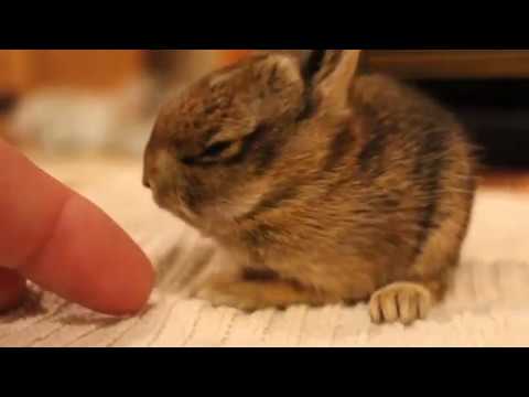 可愛いうさぎ 胸キュンする うさぎ動画 Funny Rabbits Youtube