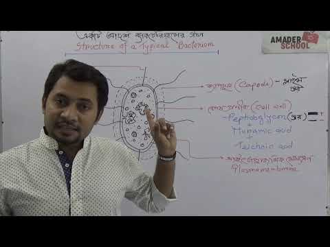 10. Structure of a Typical Bacterium | একটি আদর্শ ব্যাকটেরিয়ামের গঠন । ফাহাদ স্যার