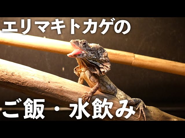 エリマキトカゲ sddefault.jpg
