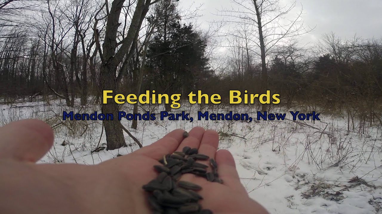 Bird Feeding at Mendon Ponds Park YouTube