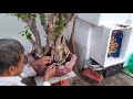 S129. Giá mền cho những cây bằng lăng hàng quái rất khủng cho a chi yêu màu tím