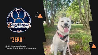1.5 Year Old Anxious Shiba Inu 'Zero' | Transformation Video | Dog Trainers of Hampton Roads