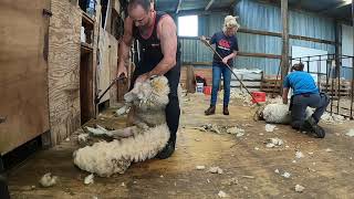 New Zealand style woolshed in Scotland! (sheep shearing demonstration)