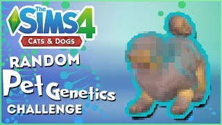 A Furious Ball of Polkadots!!  Random Pet Genetics Challenge!!  Experiment #3